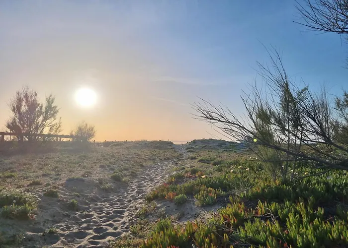 Sun And Sand Focene